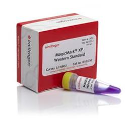 Invitrogen™ MagicMark™ XP Western Protein Standard - Thermo Fisher Scientific - Life Sciences