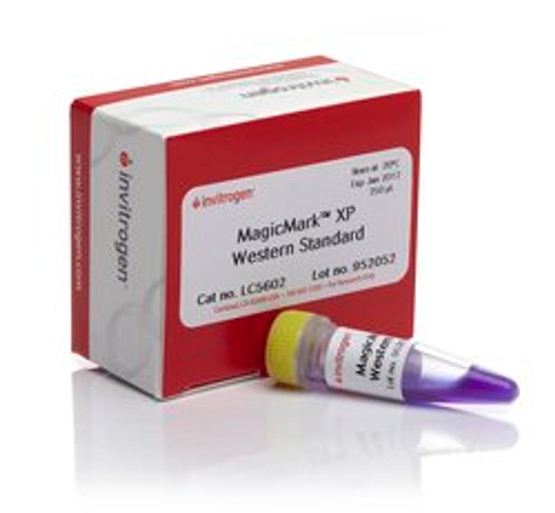 Invitrogen™ MagicMark™ XP Western Protein Standard - Thermo Fisher Scientific - Life Sciences