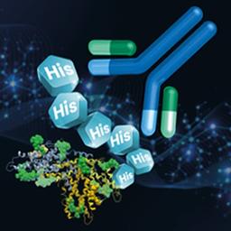 Anti-His Tag antibodies - Jackson ImmunoResearch Laboratories Inc. - Life Sciences