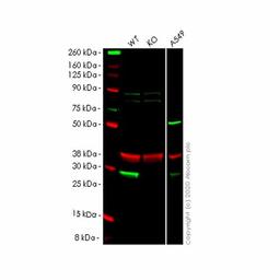 Human NNMT knockout HeLa cell line - Abcam plc - Life Sciences