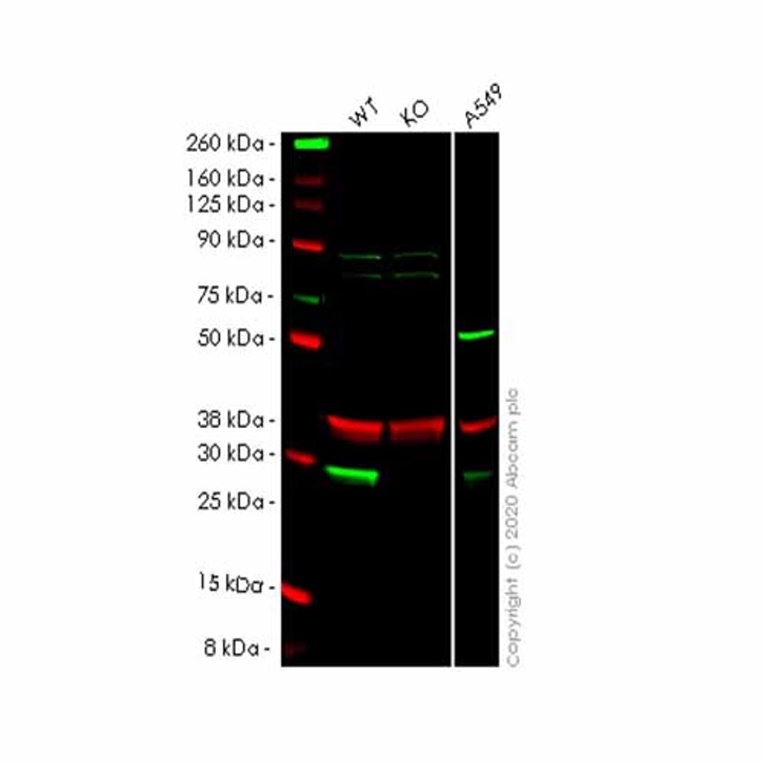 Human NNMT knockout HeLa cell line - Abcam plc - Life Sciences