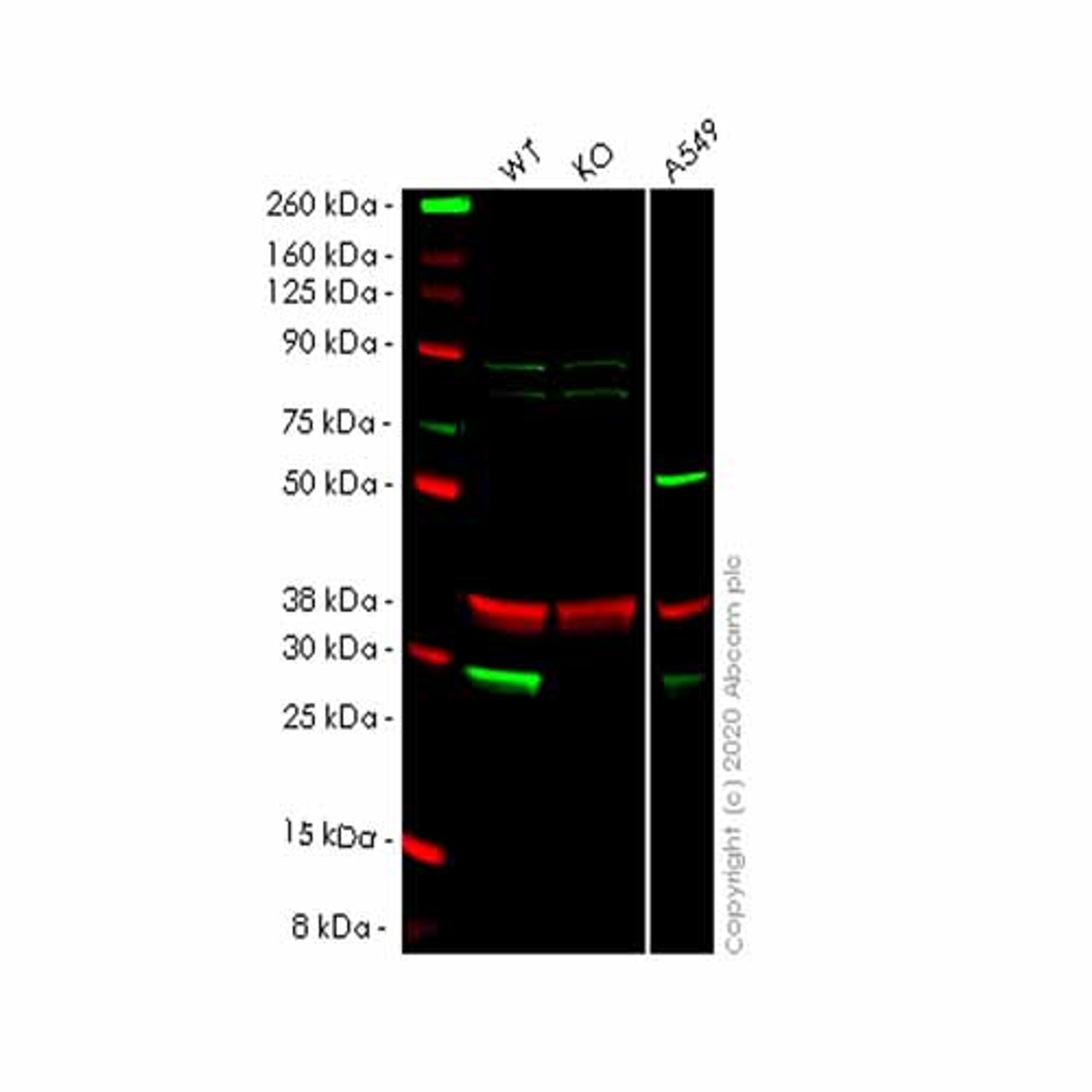 Human NNMT knockout HeLa cell line - Abcam plc - Life Sciences