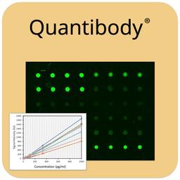 Mouse Cytokine Array Q4000 - RayBiotech Inc. - Life Sciences