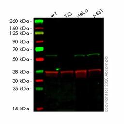 Human FZR1 knockout HEK293T cell line - Abcam plc - Life Sciences