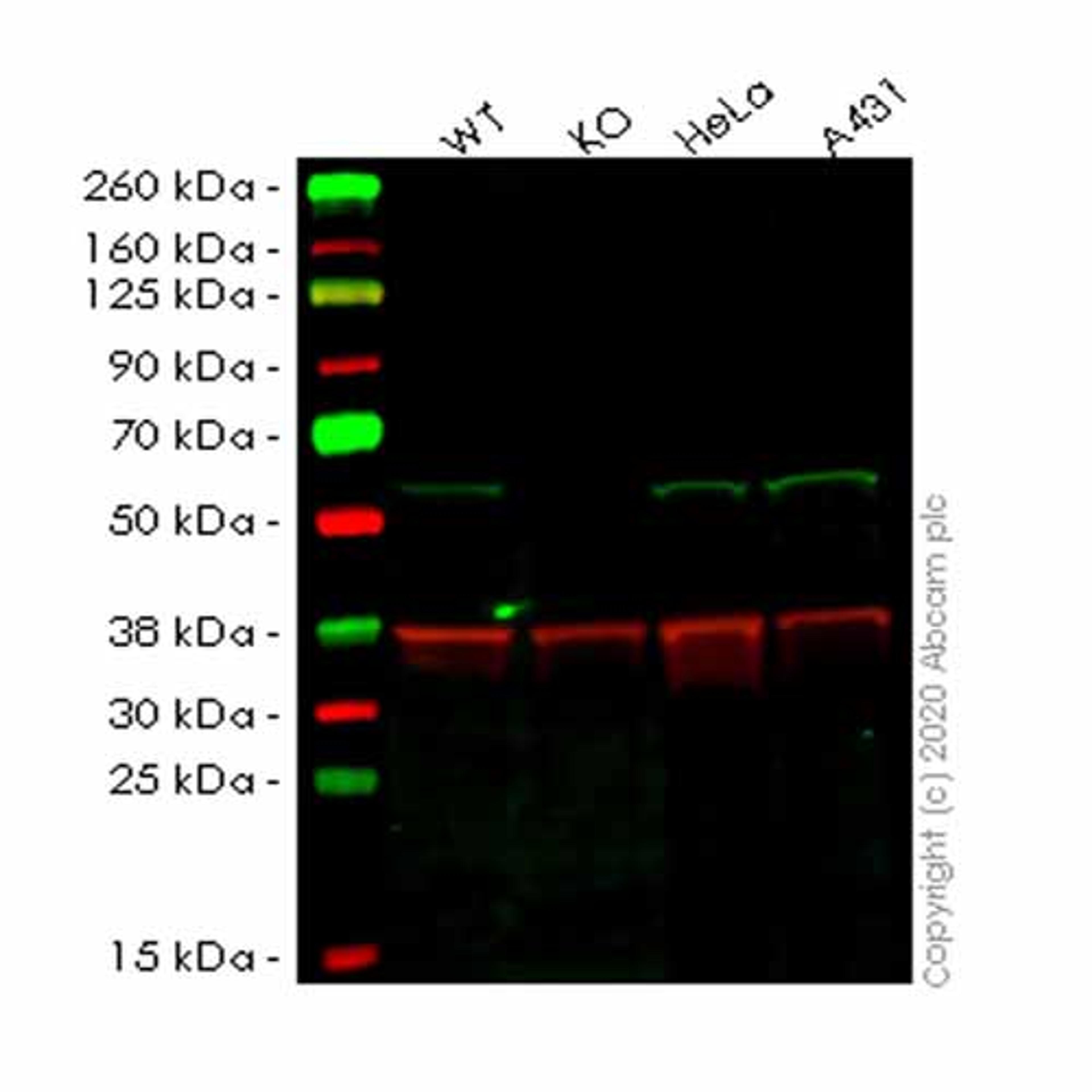 Human FZR1 knockout HEK293T cell line - Abcam plc - Life Sciences