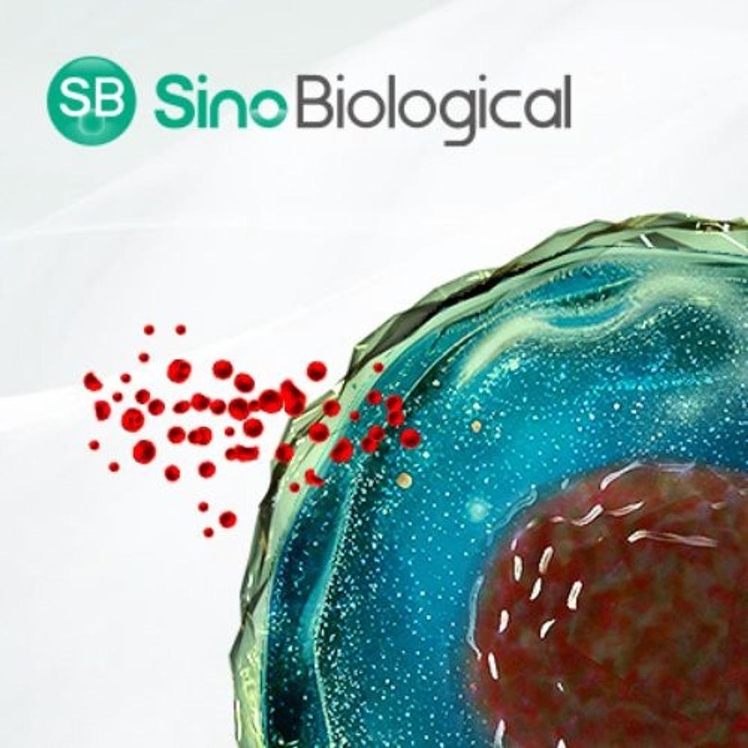 Cytokine and Growth Factors - Sino Biological - Life Sciences