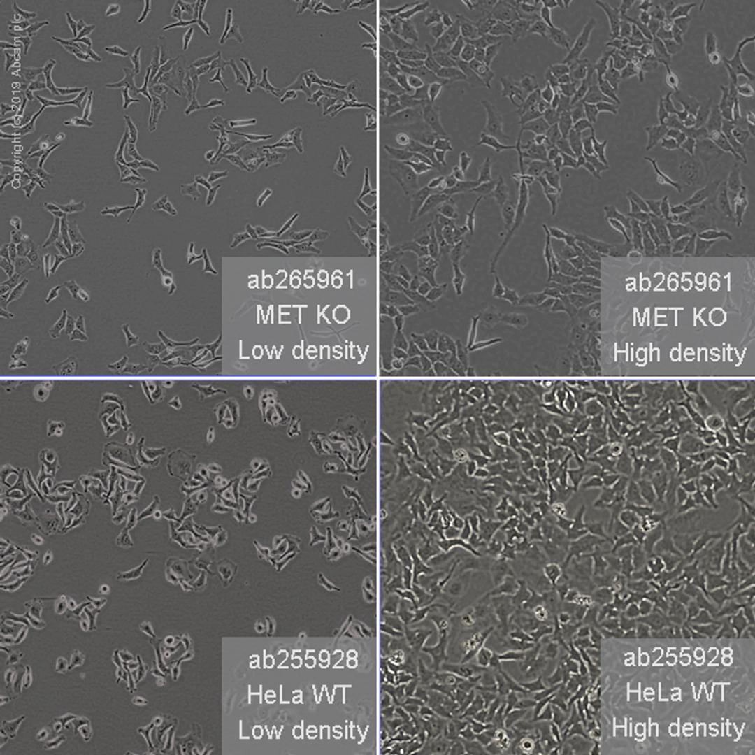 MET knockout HeLa