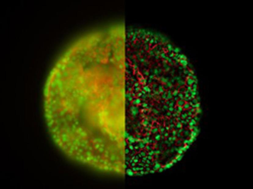 Improve 3D imaging contrast and resolution - best of life sciences 2019