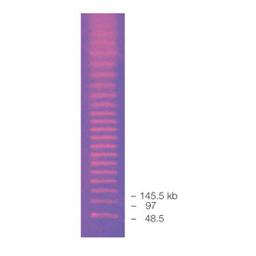 CHEF DNA Size Standard #1703635 - Bio-Rad - Life Sciences