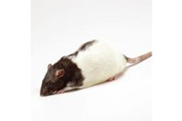 Pink1 (Park6) Knockout Rat - SAGE Labs - Drug discovery > Pre-Clinical Development