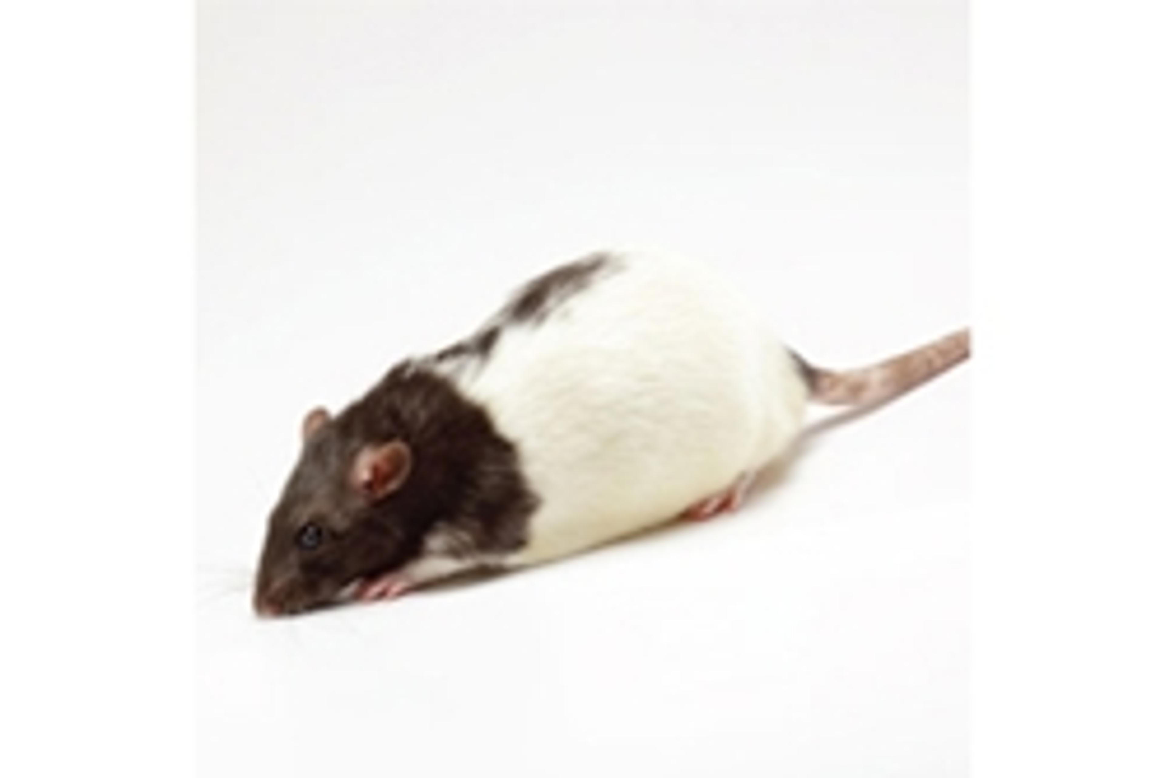 Pink1 (Park6) Knockout Rat - SAGE Labs - Drug discovery > Pre-Clinical Development