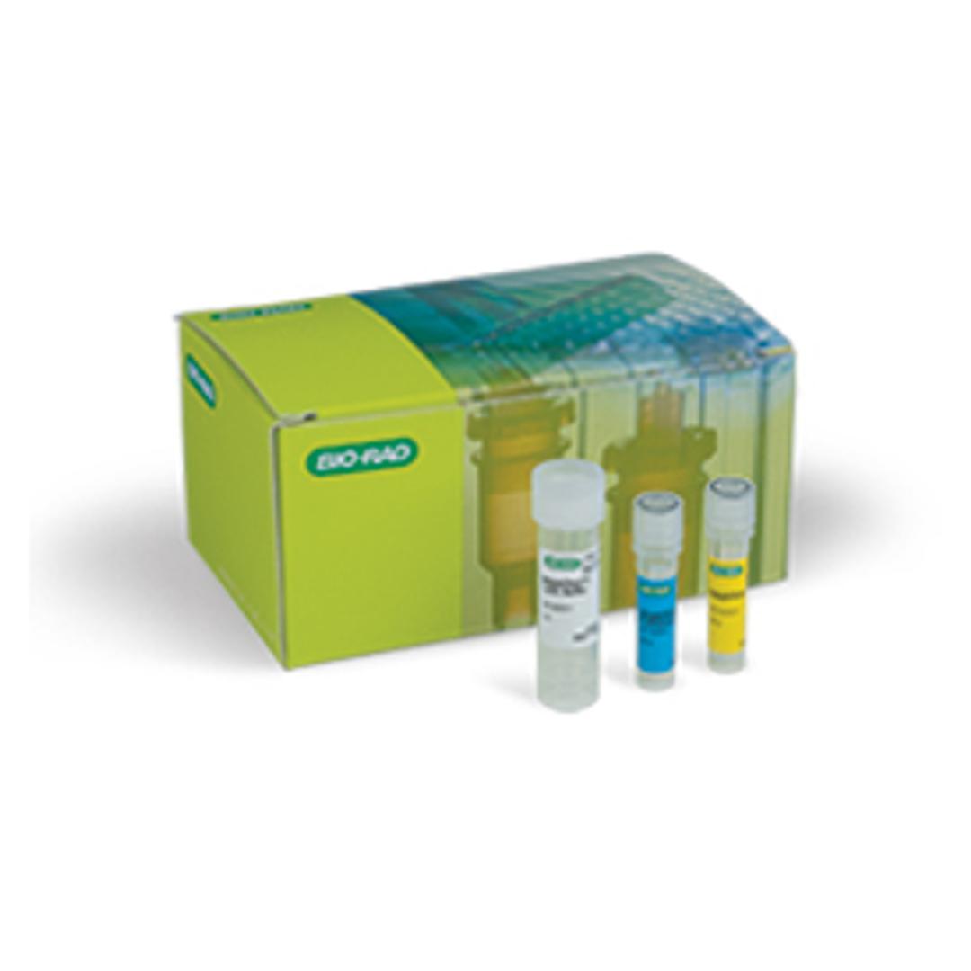 SingleShot™ Cell Lysis Kit, 100 x 50 µl rxns - Bio-Rad - Life Sciences