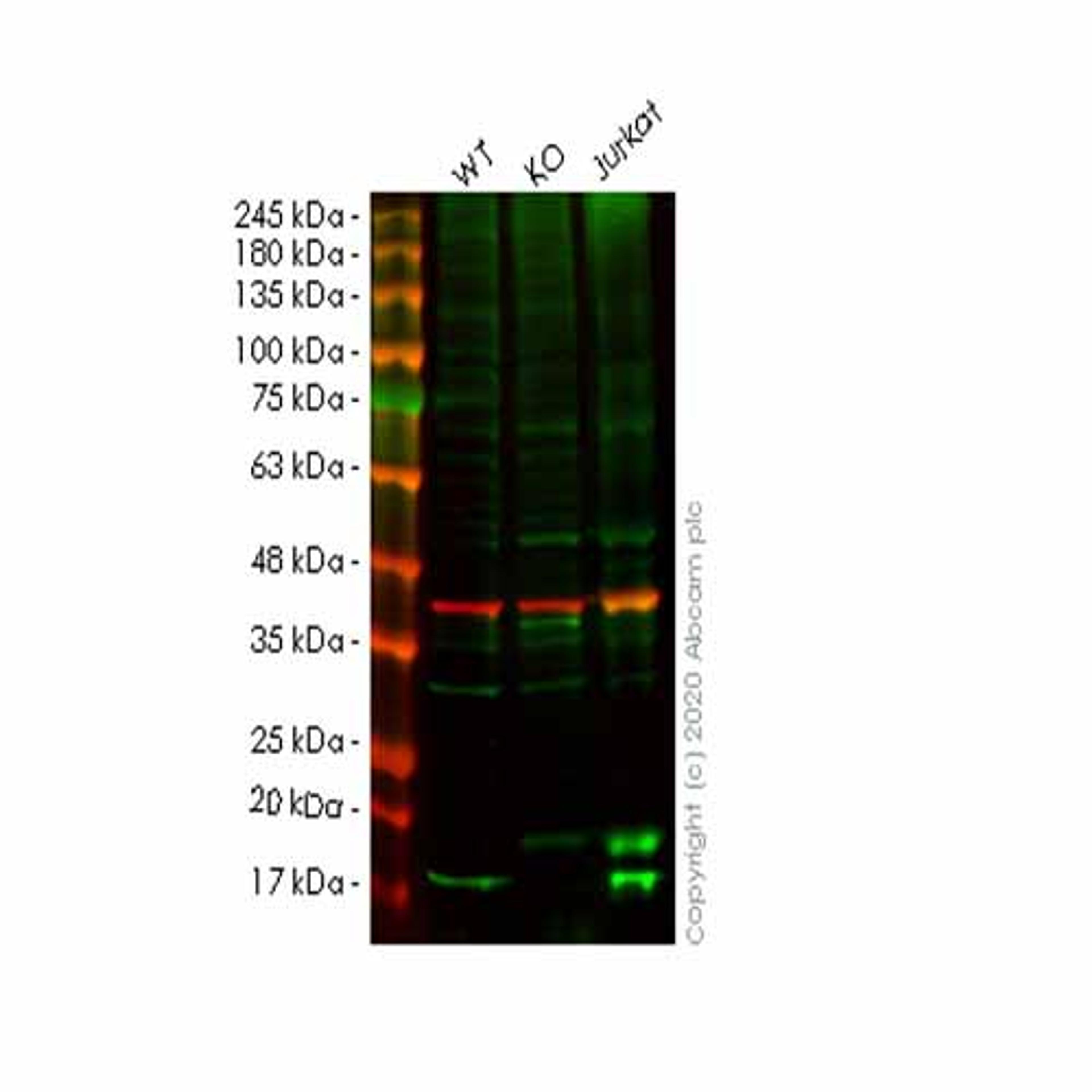 Human HINT1 knockout HeLa cell line - Abcam plc - Life Sciences