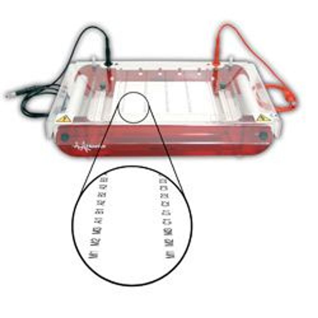 SUBHT High Throughput Submarine Unit - Hoefer Inc. Europe - Life Sciences