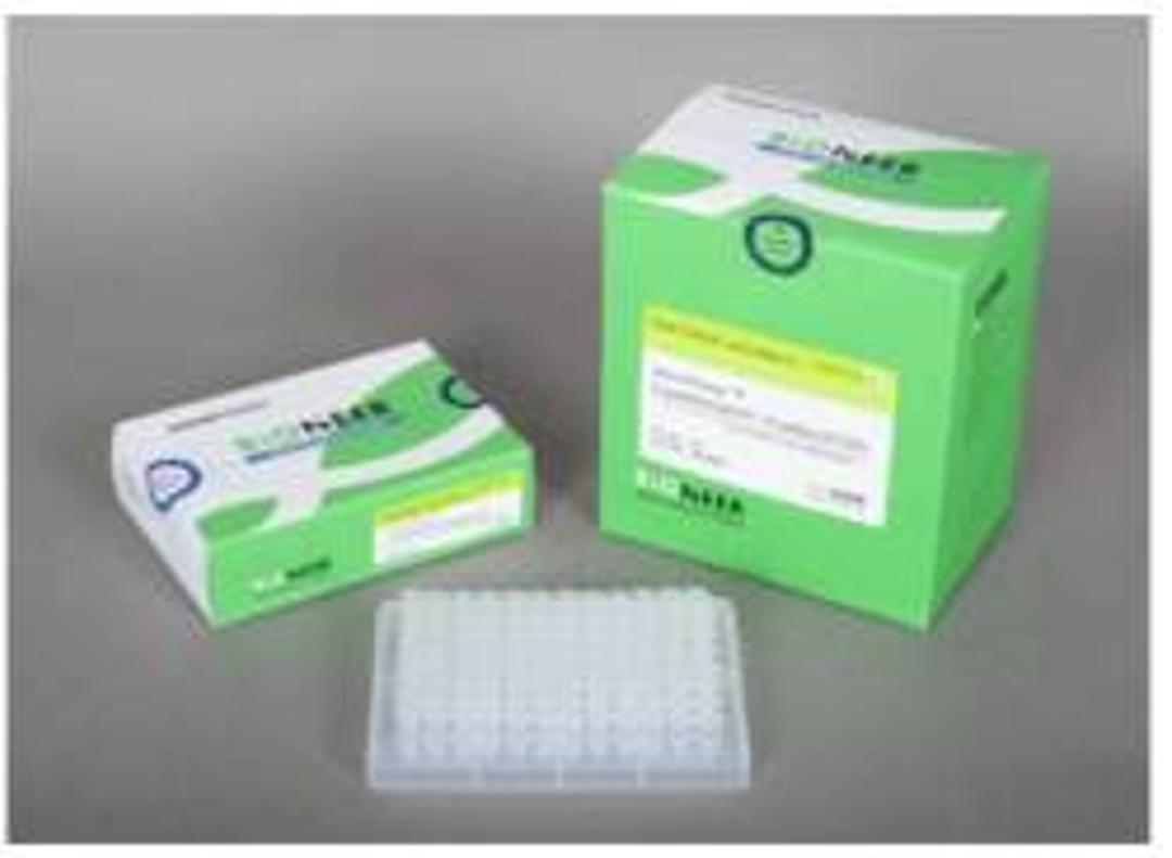 AccuPower® CycleScript Reverse Transcriptase PreMix - Bioneer - Life Sciences
