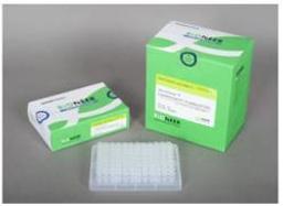 AccuPower® CycleScript Reverse Transcriptase PreMix - Bioneer - Life Sciences