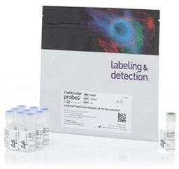 Invitrogen™ CellTrace™ Violet Cell Proliferation Kit - Thermo Fisher Scientific - Life Sciences