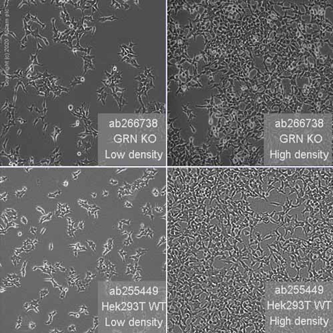 Human GRN (Granulin) knockout HEK293T cell line - Abcam plc - Life Sciences