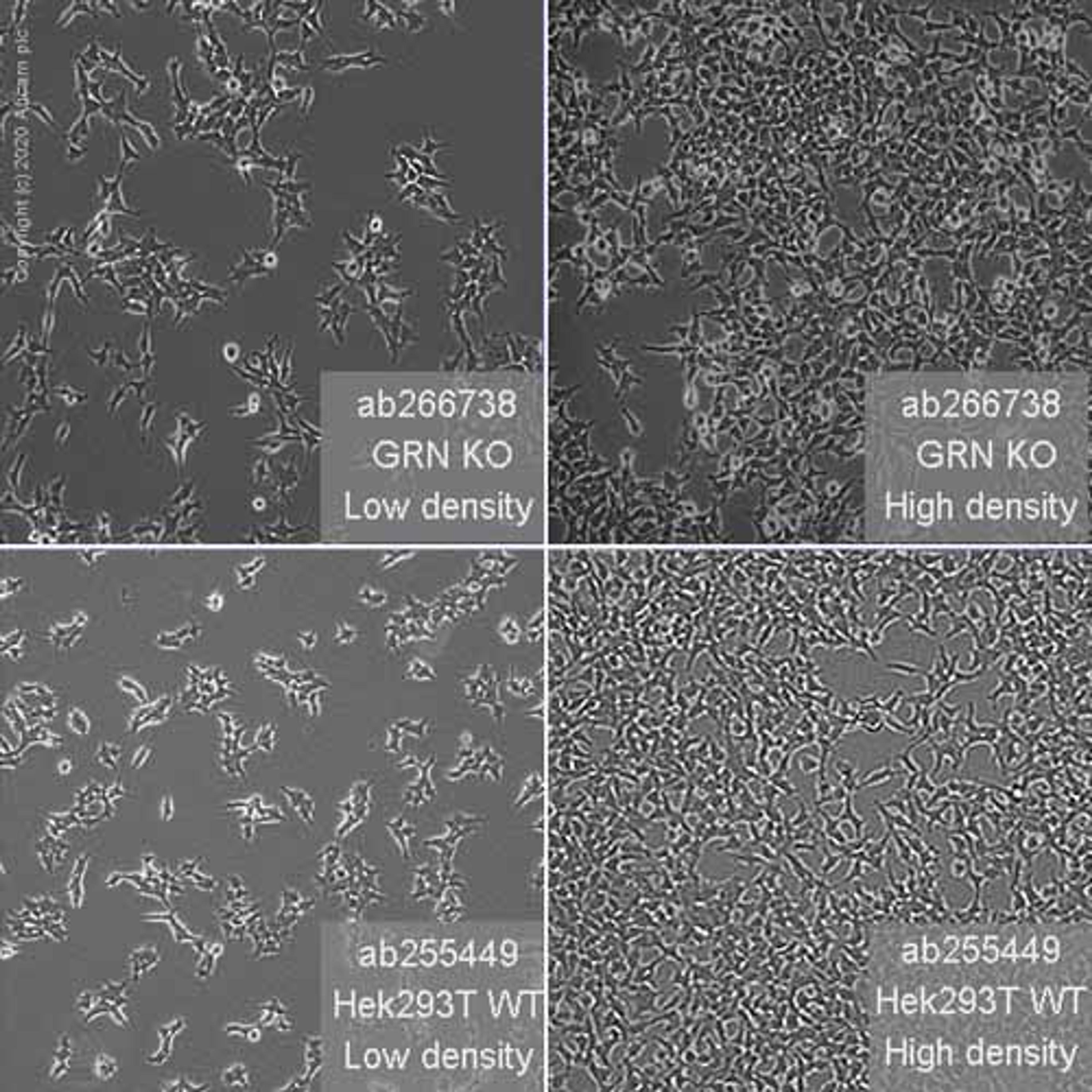 Human GRN (Granulin) knockout HEK293T cell line - Abcam plc - Life Sciences