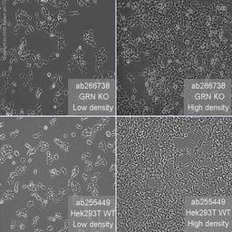 Human GRN (Granulin) knockout HEK293T cell line - Abcam plc - Life Sciences
