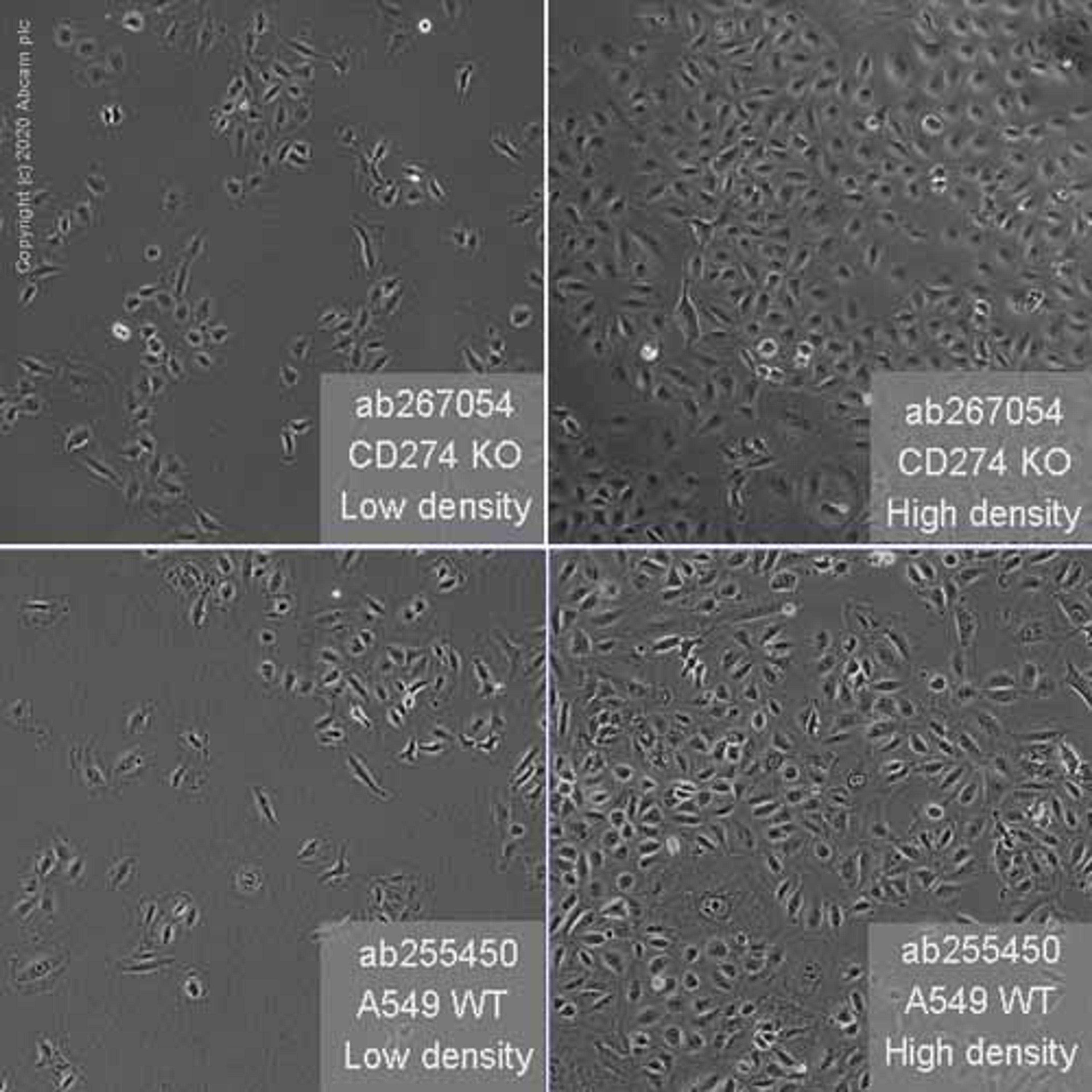 Human CD274 (PD-L1) knockout A549 cell line - Abcam plc - Life Sciences