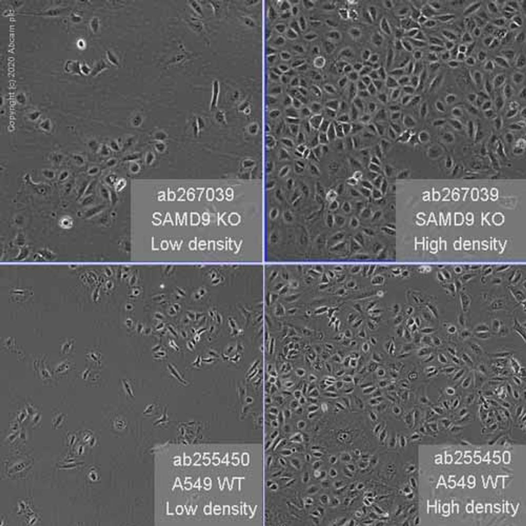 Human SAMD9 knockout A549 cell line - Abcam plc - Life Sciences
