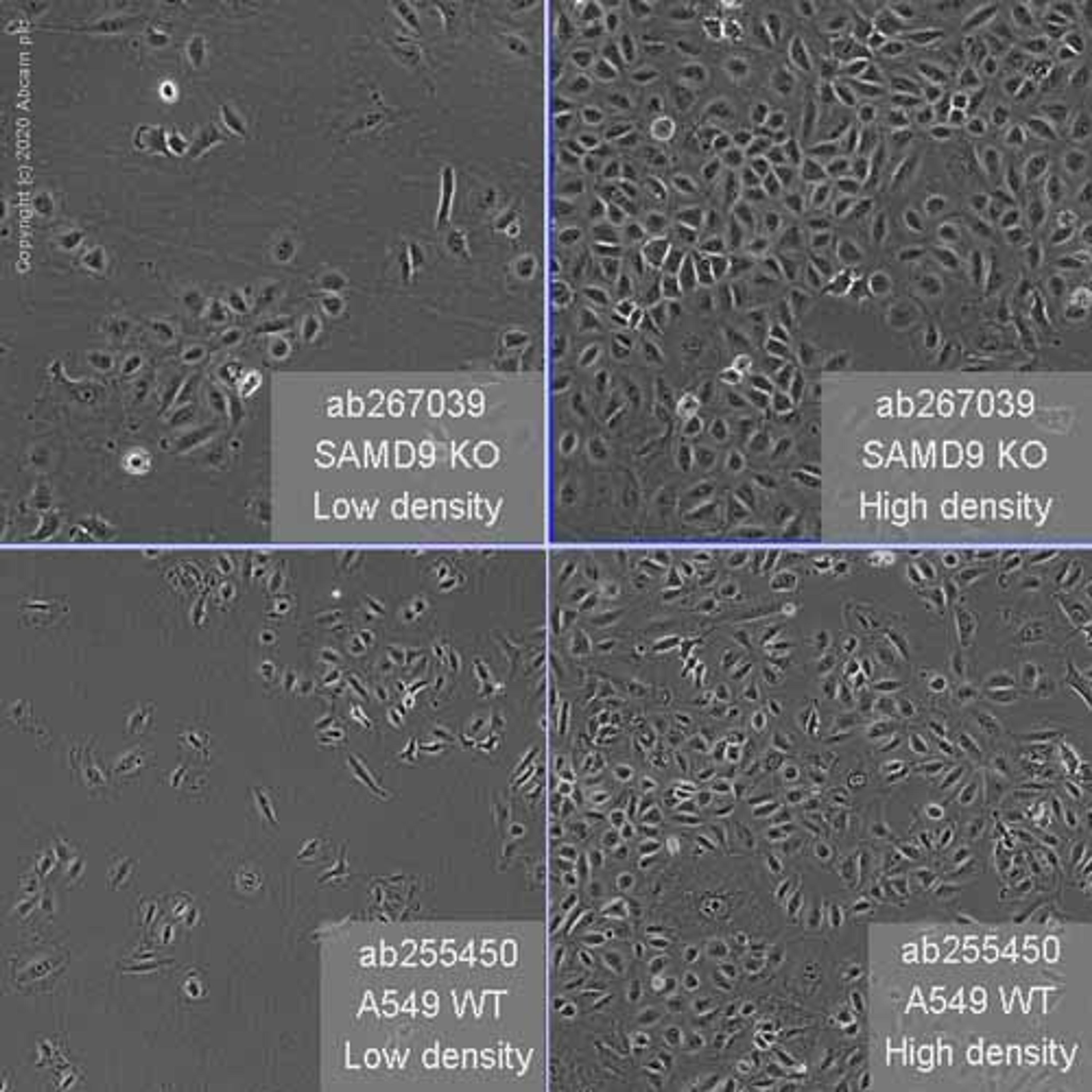 Human SAMD9 knockout A549 cell line - Abcam plc - Life Sciences