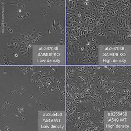 Human SAMD9 knockout A549 cell line - Abcam plc - Life Sciences