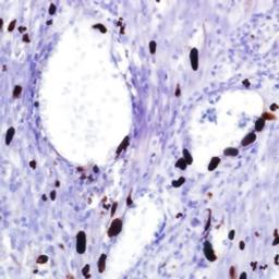 CMV (8B1.2, 1G5.2 & 2D4.2) - Merck - Life Sciences