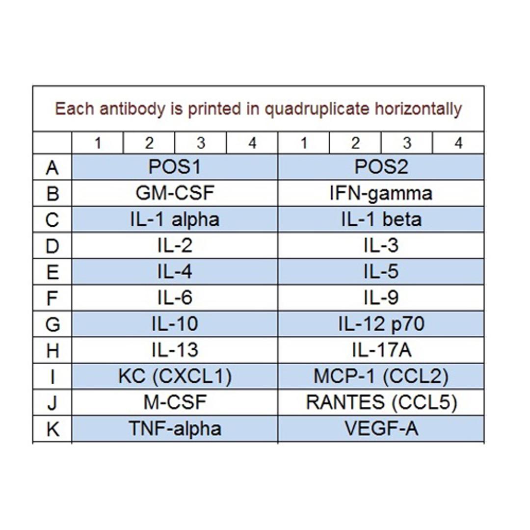Mouse Cytokine Array Q1 - RayBiotech Inc. - Life Sciences