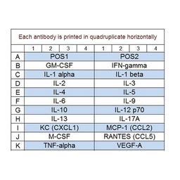 Mouse Cytokine Array Q1 - RayBiotech Inc. - Life Sciences