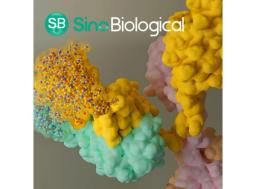 Anti-payload Antibodies for ADC PK Study - Sino Biological - Drug discovery > Target Discovery