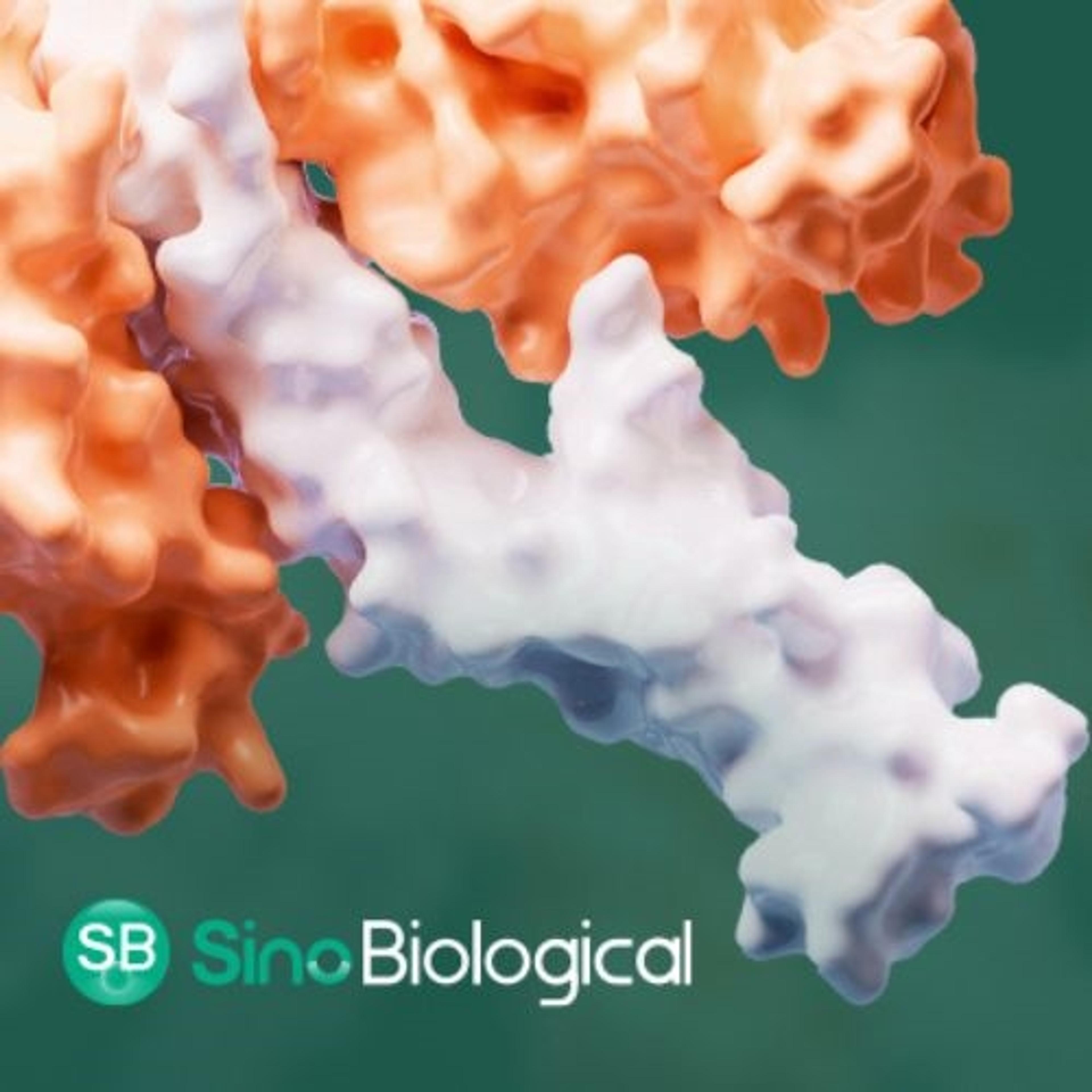Recombinant HER3 Proteins from Sino Biological - Sino Biological - Life Sciences
