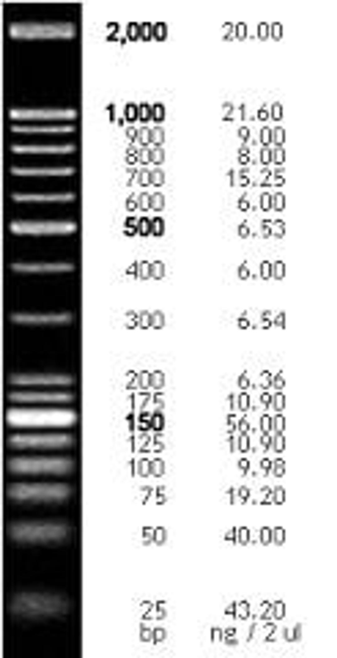 25/100 bp mixed DNA Ladder, 25 - 2,000 bp, 1,250 µl (150 ng/µl) - Bioneer - Life Sciences