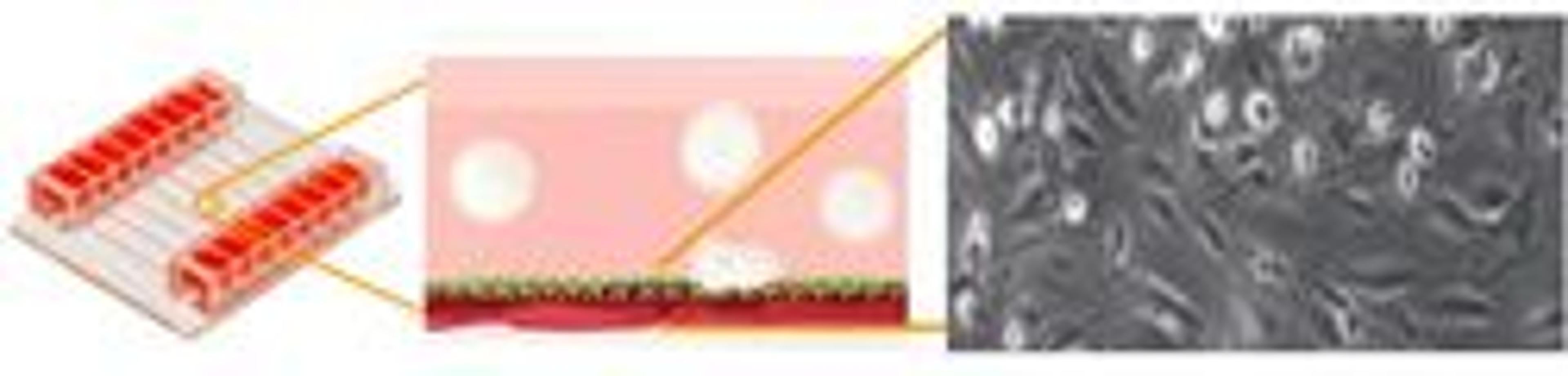 Vena8 Endothelial+ Biochip: microfluidic flow chamber - Cellix Ltd - Life Sciences