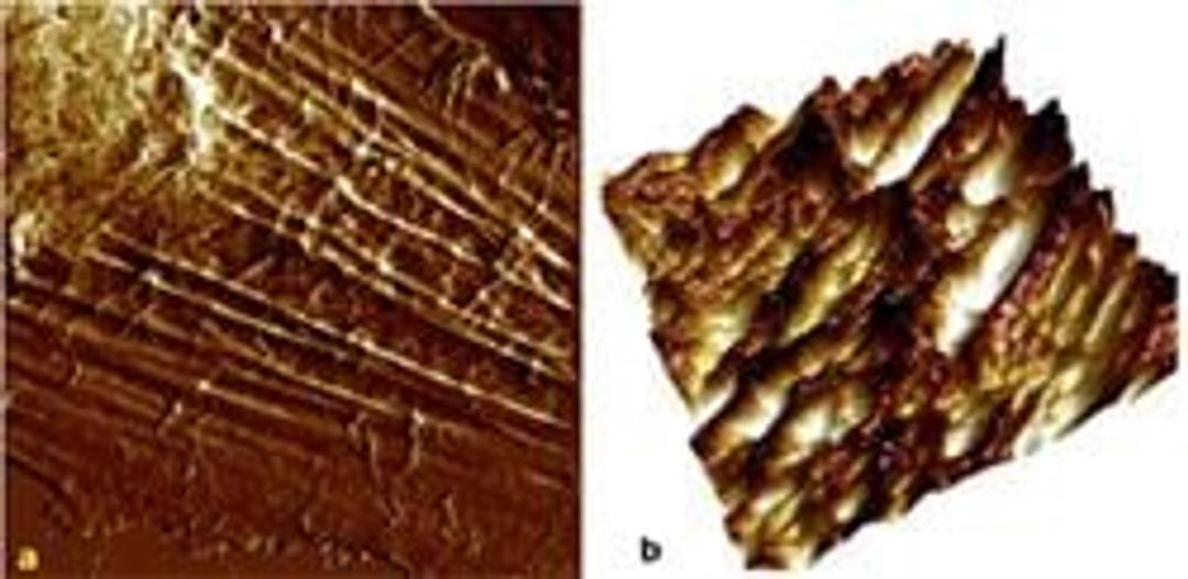 PeakForce QNM - Bruker Nano Surfaces and Metrology - Life Sciences