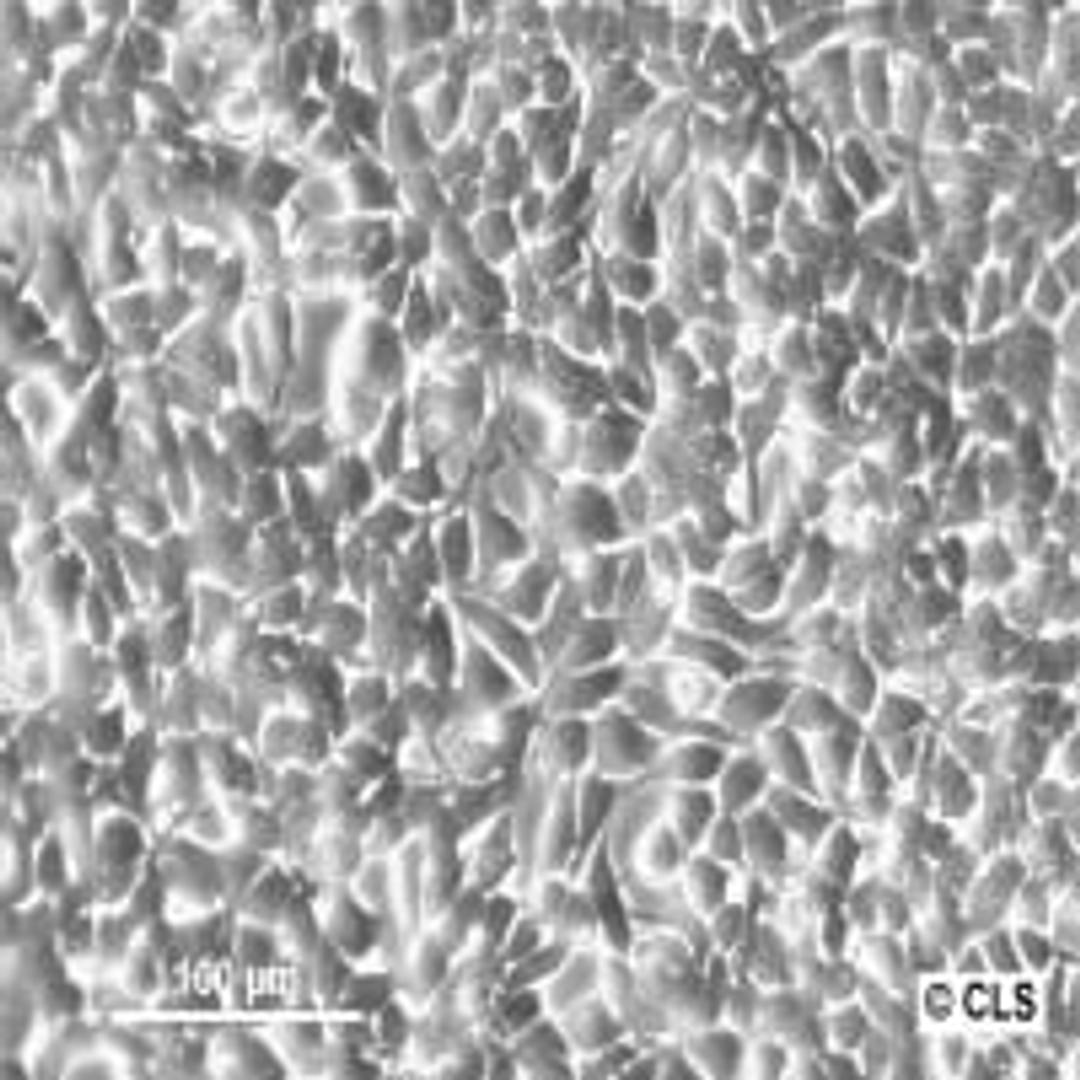 HEK293 - Cell Lines Service GmbH - Life Sciences