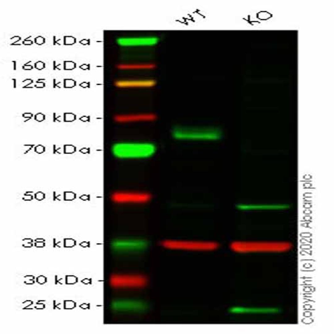 Human MAP3K2 (MEKK2) knockout HeLa cell line - Abcam plc - Life Sciences