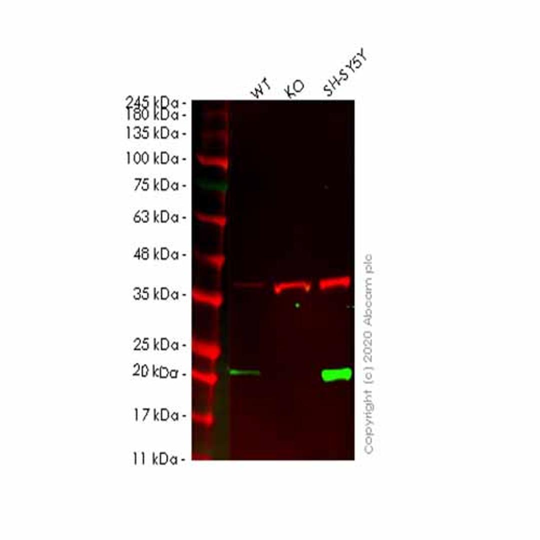Human FTH1 knockout HEK293T cell line - Abcam plc - Life Sciences