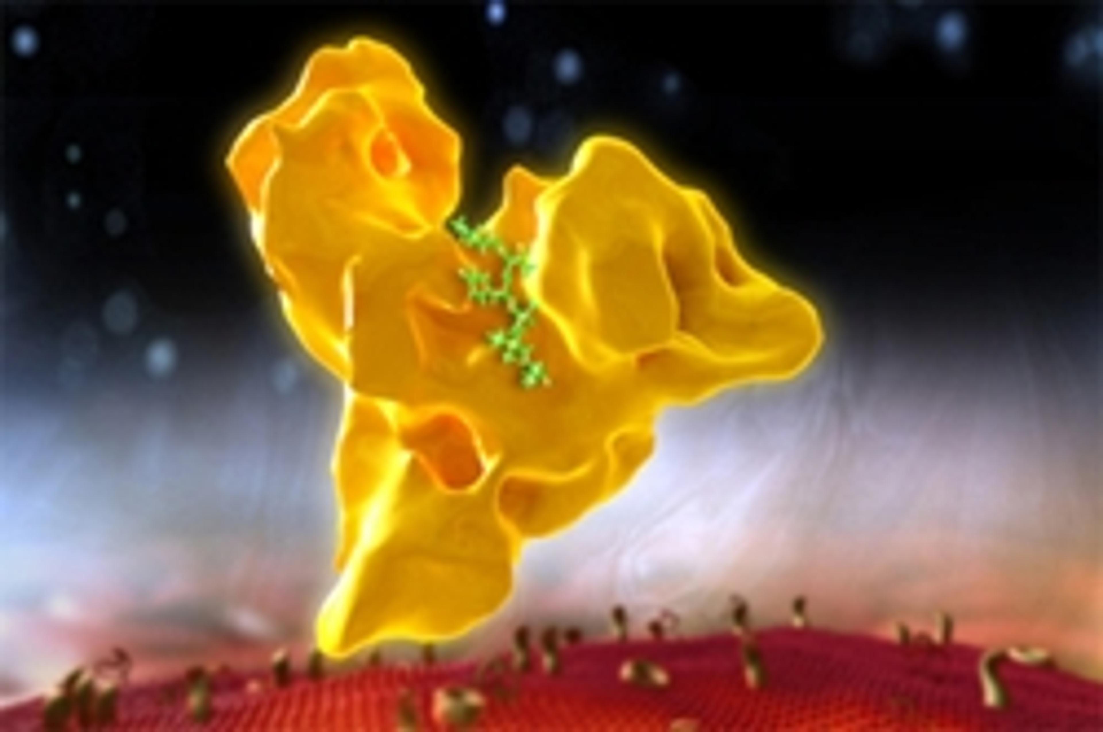 VELTIS® - Albumin technology - Novozymes Biopharma UK Ltd - Drug discovery > Pre-Clinical Development