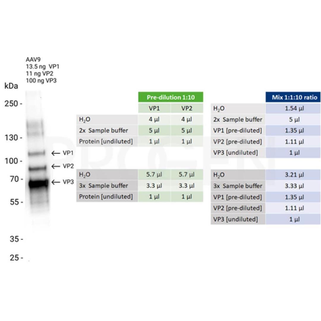 AAV9 VP1, recombinant protein - PROGEN
