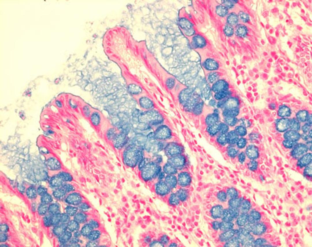 Alcian Blue Solution - Merck KGaA, Darmstadt, Germany - Clinical Diagnostics