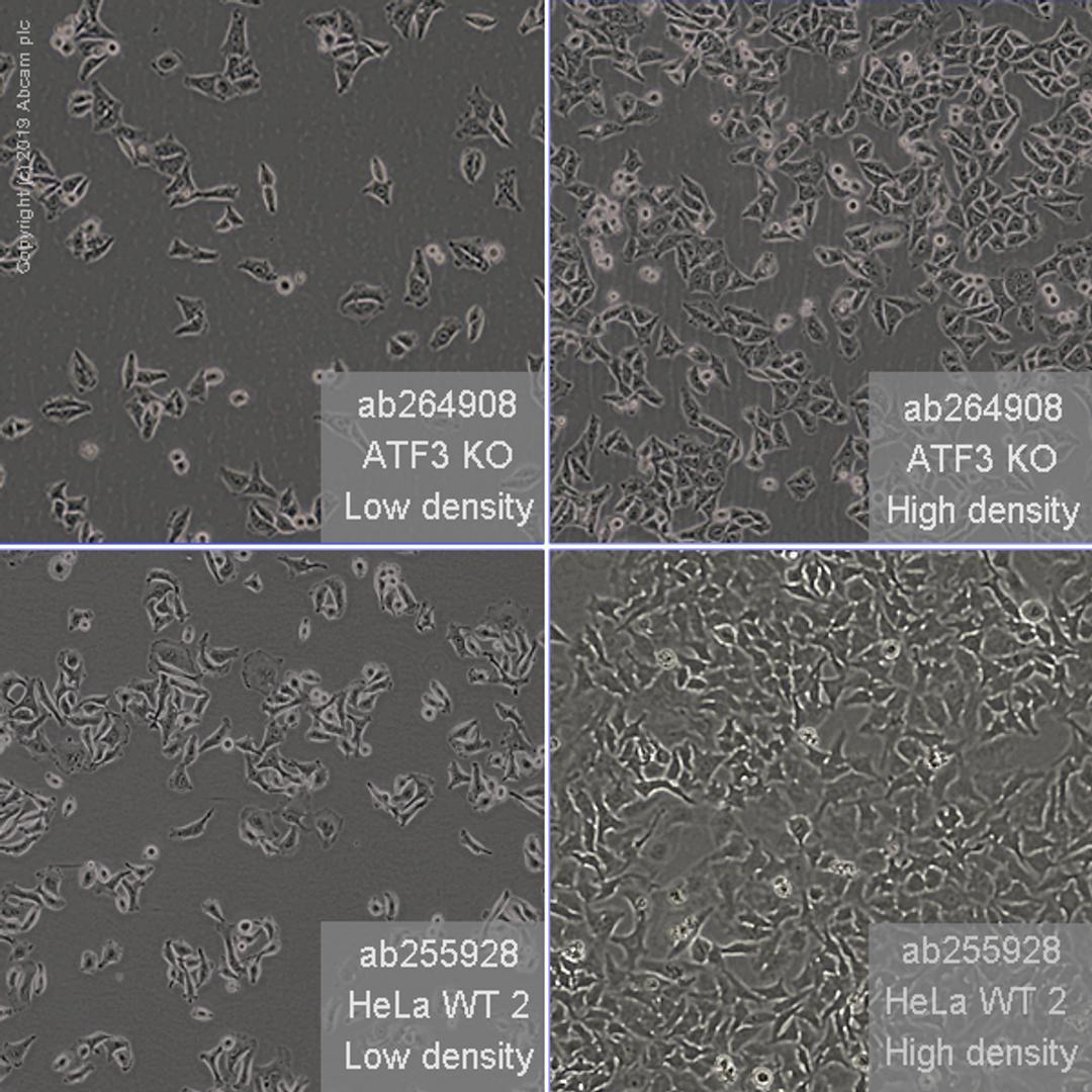 ATF3 knockout HeLa