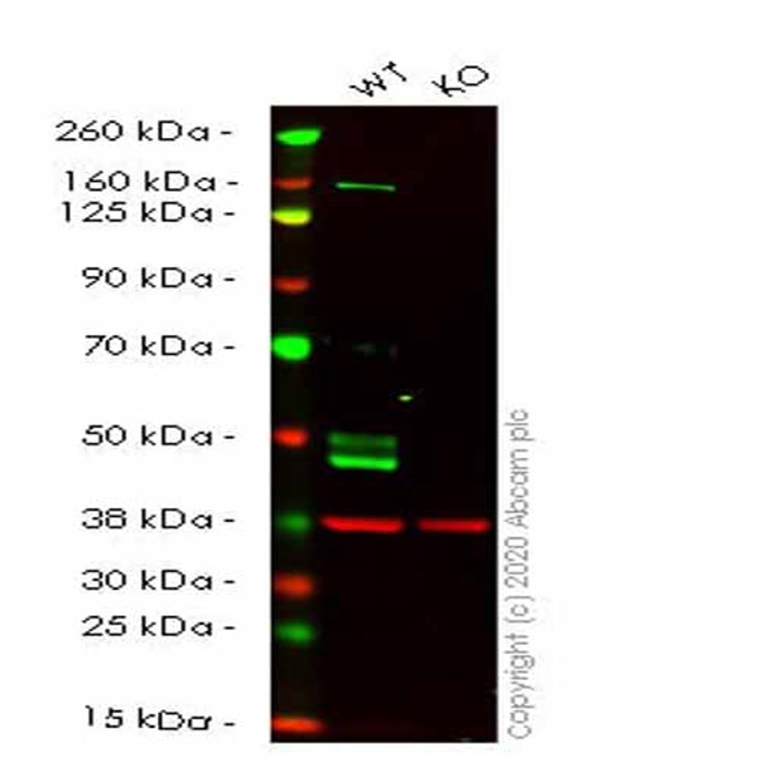 Human GLA (Galactosidase alpha) knockout HeLa cell line - Abcam plc - Life Sciences