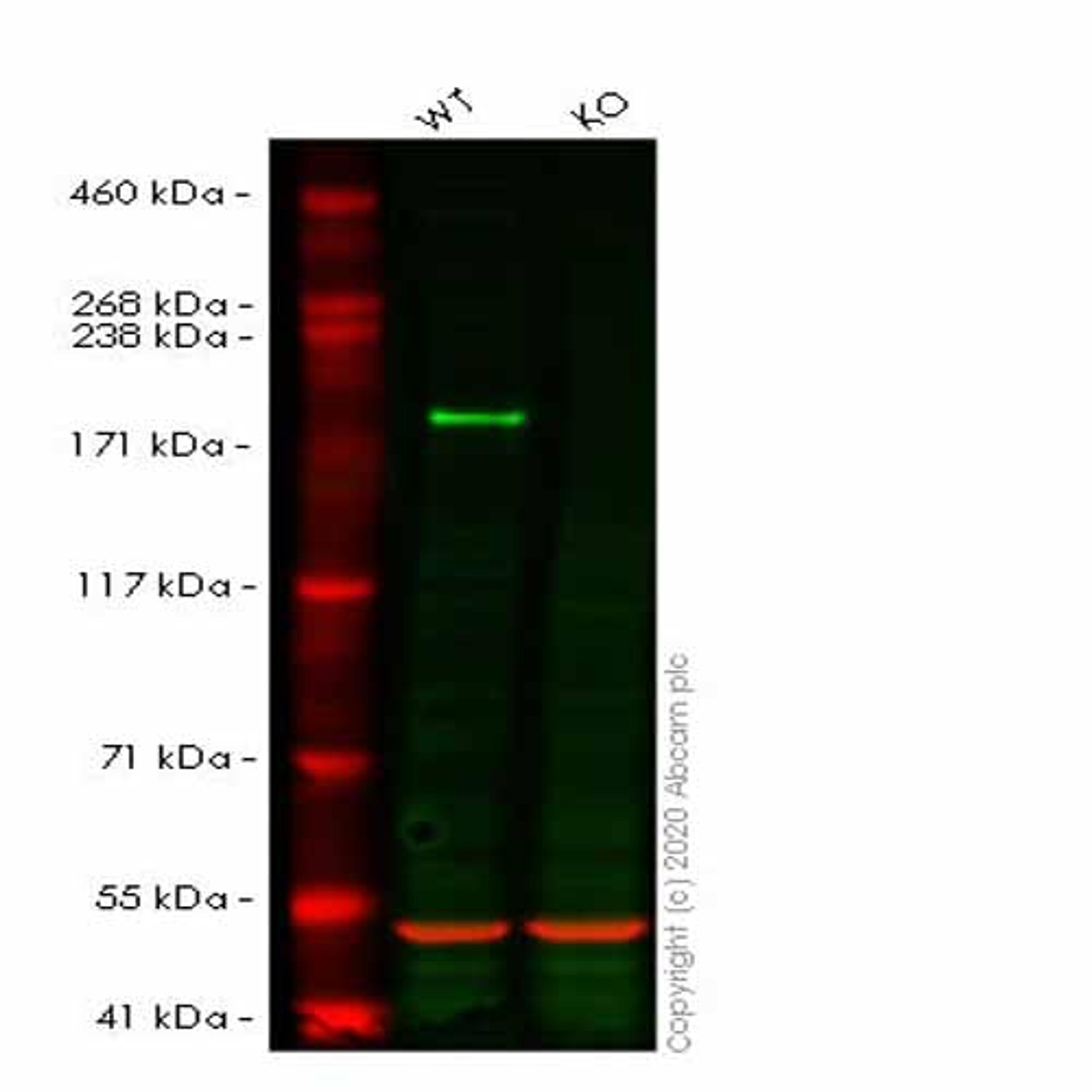 Human EIF2AK4 (GCN2) knockout HEK293T cell line - Abcam plc - Life Sciences