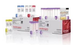 Zero Blunt™ PCR Cloning Kit - Thermo Fisher Scientific - Life Sciences