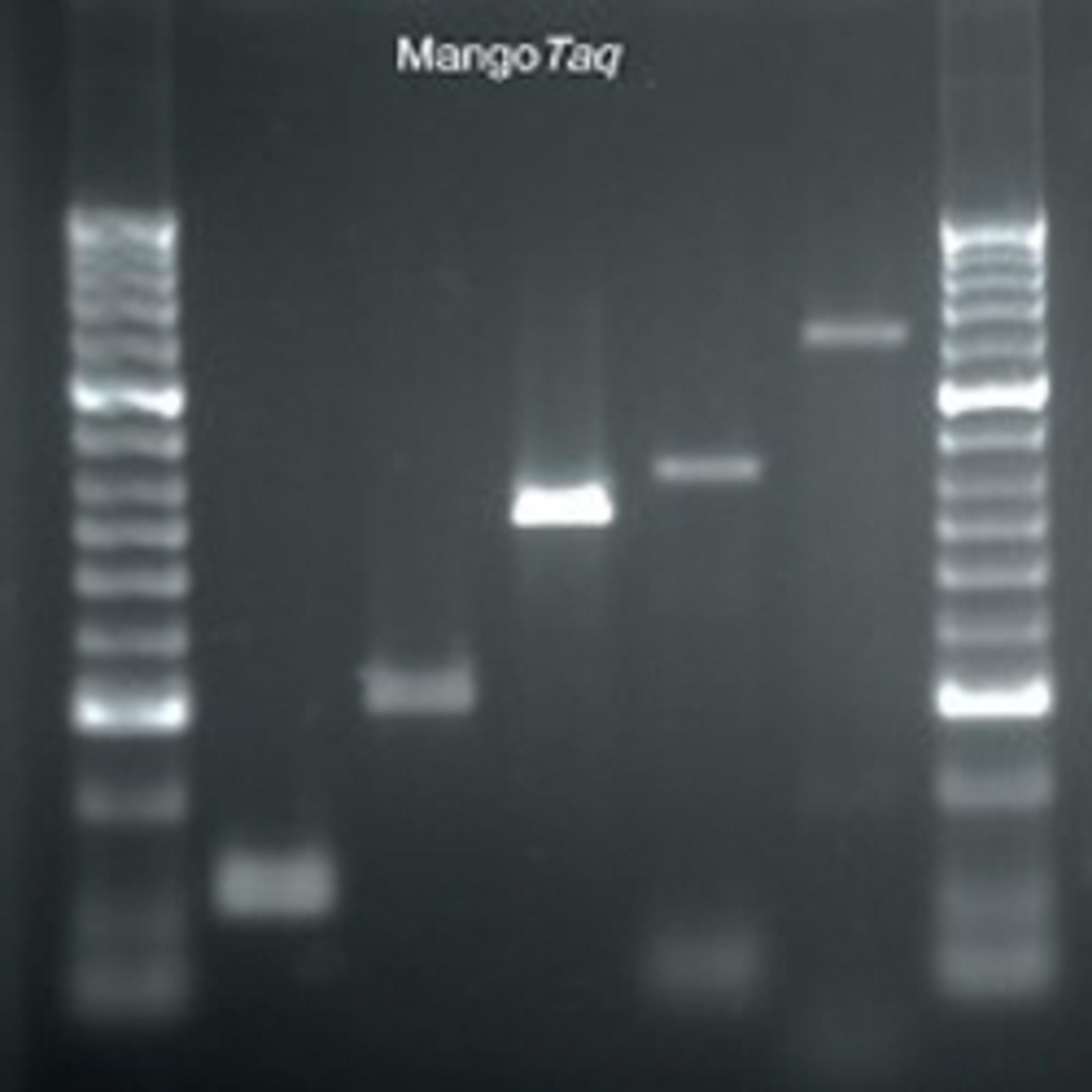 MangoMix™ - Bioline UK - Life Sciences