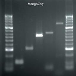 MangoMix™ - Bioline UK - Life Sciences