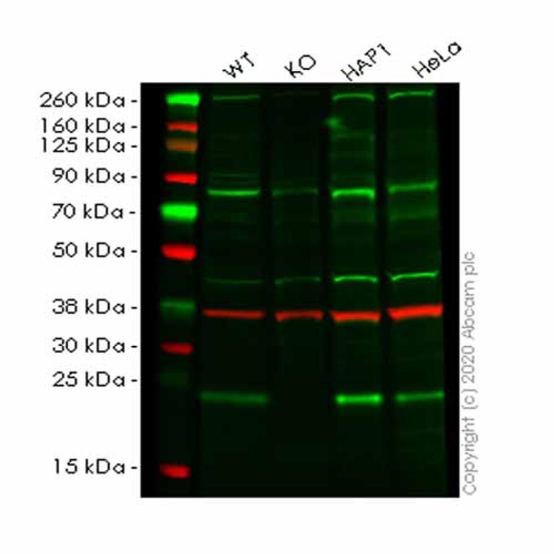 Human RAB13 knockout HEK293T cell line - Abcam plc - Life Sciences
