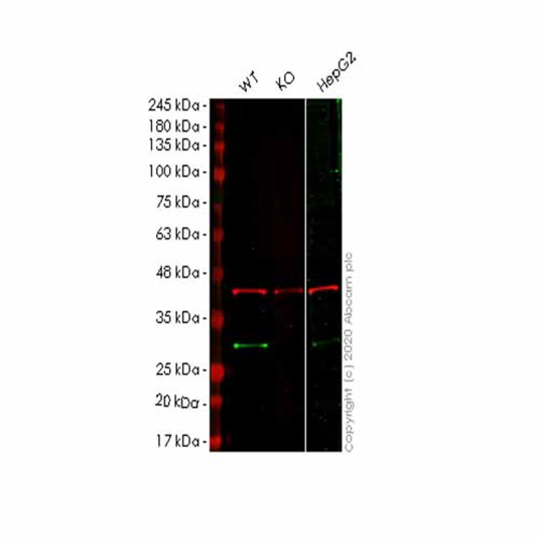 Human RANBP1 knockout HEK293T cell line - Abcam plc - Life Sciences